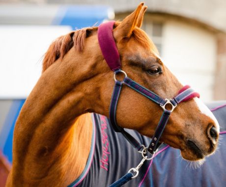 Headcollars and Lead Ropes